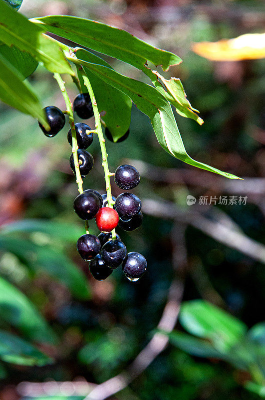 鼠李桤木(Frangula alnus) -黑色和红色的果实
